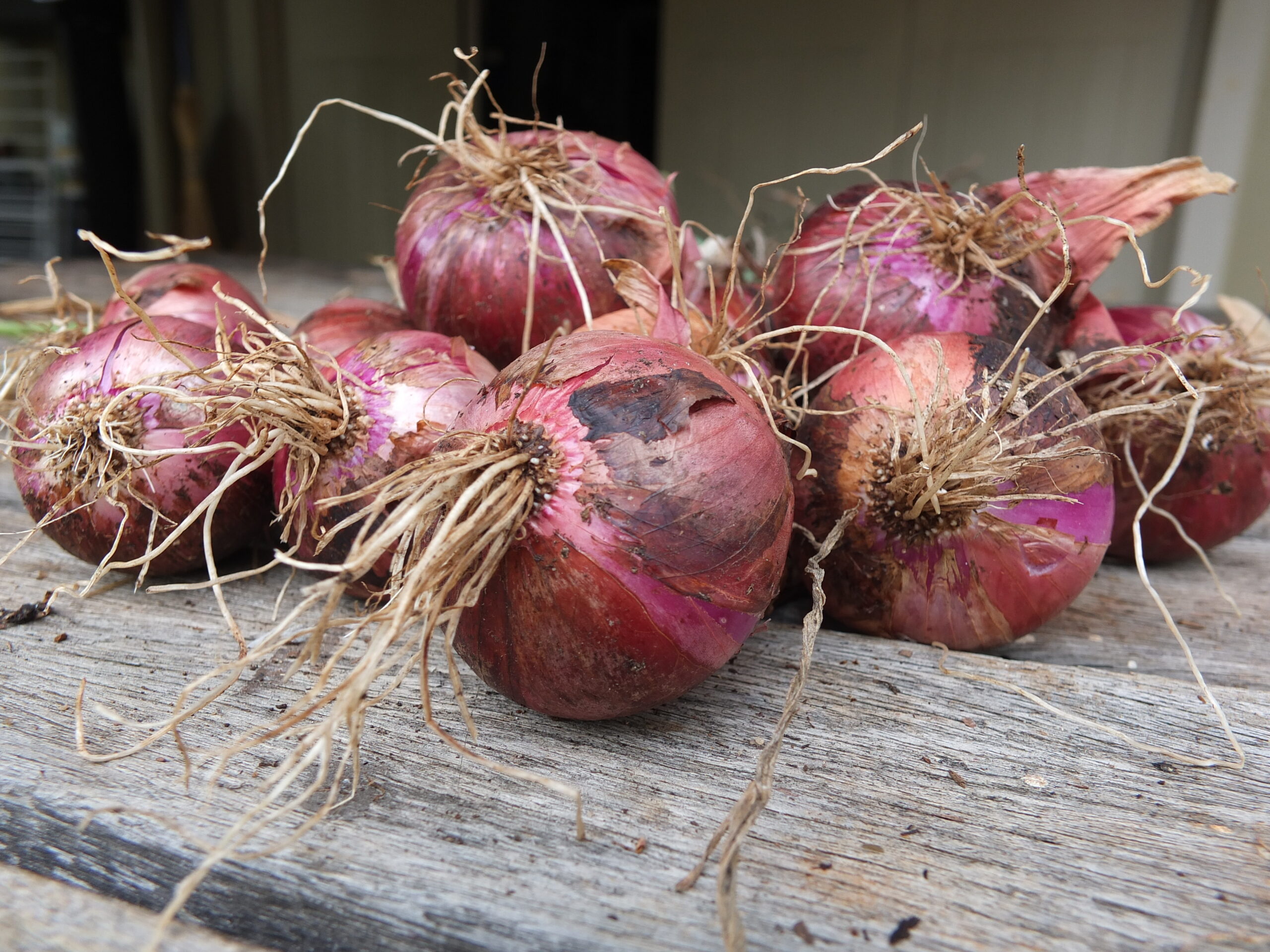 How to harvest and store onions